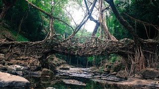 Living Root Bridge Mawlynnong Meghalaya [upl. by Petr268]