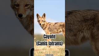 Parte 3  Coyotes en la naturaleza Adaptabilidad y supervivencia  SafariPix [upl. by Nyltac281]