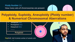 Polyploidy Euploidy Aneuploidy Ploidy number amp Numerical Chromosomal Aberrations [upl. by Eenet191]