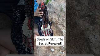 The Shocking Reasons People Attach Seeds to Their Skin [upl. by Aimahc]