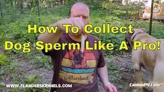 How To Collect Dog Sperm Like A Pro [upl. by Zeret]