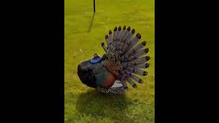 Ocellated turkeyrameezhafeez privetminizoo petsplanet petshop animallover [upl. by Avad275]