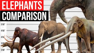 Elephants Size Comparison  Biggest Elephants [upl. by Cullen69]