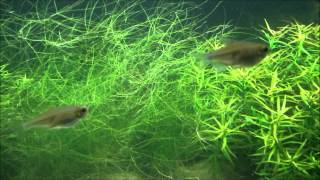 Congo Tetra Fry [upl. by Trinetta]