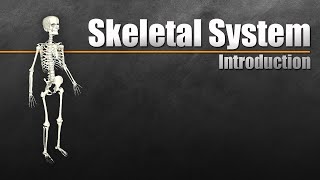 Introduction to the Skeletal System In 7 Minutes [upl. by Nevag767]