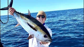 BLACKFIN TUNA  Winter offshore fishing  Destin FL [upl. by Laband187]