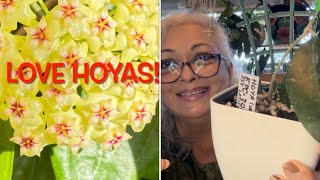 20 LONGLEAF HOYA COLLECTION  Care tips Blooms Tour and General Information🙋🏼‍♀️🪴S1E25 [upl. by Anelim]