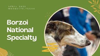 2022 Borzoi National Specialty 78 Vet Girl Sweeps [upl. by Haraj]