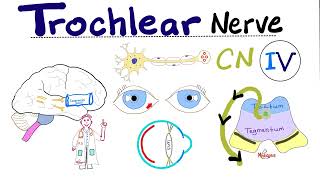 Trochlear Nerve  4th Cranial Nerve CN IV Superior Oblique Cavernous Sinus Syndrome  Neuro [upl. by Noemis]