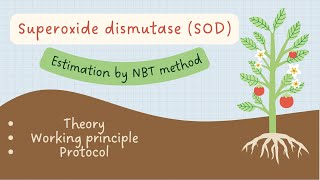 In vitro Superoxide Dismutase determination in plants by Nitro blue tetrazolium NBT method [upl. by Tamarah]