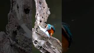 Kingfisher vs Big Fish A Struggle in the Wild BirdsOfPrey WildlifeAdventures AnimalStruggles [upl. by Hausmann]