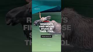 Residents find moose stuck in their pool [upl. by Jordison]