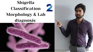 SHIGELLA  Classification  Morphology and Lab Diagnosis part 2 By Abhishek sir [upl. by Idolem]