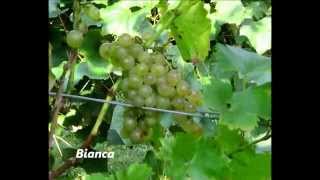 Uhudler und Weinsorten in der Steiermark Grape Varieties in Austria [upl. by Aenahs]