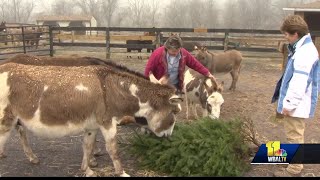 Dont throw it out Feed rescued miniature donkeys with your Christmas tree [upl. by Talich]