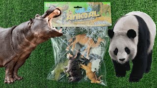 Mostrando Animais Selvagens de Plástico Camelo Elefante Urso Panda Hipopótamo Rinoceronte Elande [upl. by Rask]