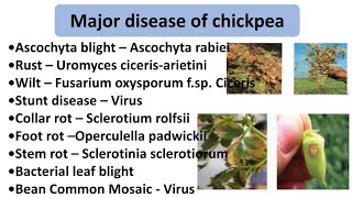 Major disease of chickpea SymptomsFavourable conditions and their managementचने की मुख्य रोग । [upl. by Walton314]