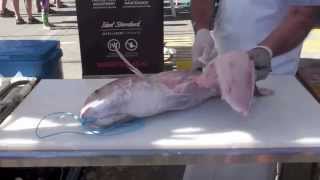 Cleaning Fish  Skinning Boning and Filleting Snapper Hapuku Gurnard and Trevally [upl. by Kcirddec40]