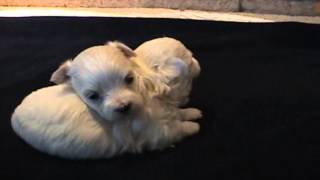 Cuccioli Cane Maltese 4 Settimane  Video Animali [upl. by Reiss]