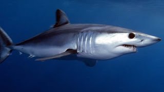 Facts The Mako Shark [upl. by Derwood834]