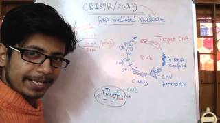 Crispr Cas9 Genome Editing System [upl. by Attenev]