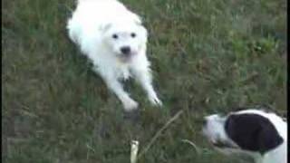 Jack Russell Terriers Chase Game [upl. by Narcis]