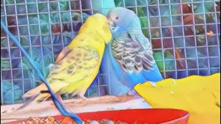 2 verliebte Kanarienvogel Gesang mein Lieblings Haustiere 👍💐💐♥️💙 [upl. by Ong]