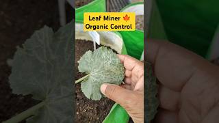 leaf miner ko control karne ke upay gardening leafminer control pesticides organic [upl. by Dnomed]