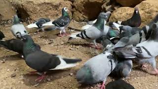 Tipplers Pigeons Shannon Bwoden Mahutian Werf Gordon Hugh’s video 4K 2024 [upl. by Baumbaugh]