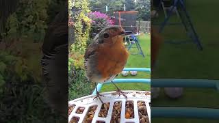 The talkative little robin returns birds birdfeeder robinbird robins birdsounds [upl. by Atnauqal]