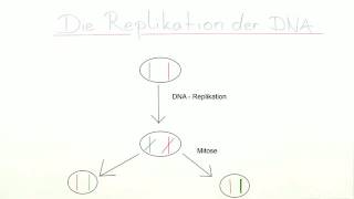 REPLIKATION DER DNA  Biologie  Genetik und Entwicklungsbiologie [upl. by Karilla]