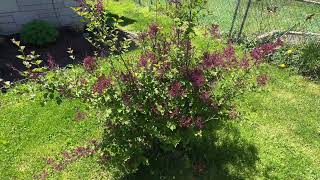 Proven Winners  Syringa x Bloomerang Dark Purple Reblooming Lilac Shrub dark purple flowers [upl. by Acire]