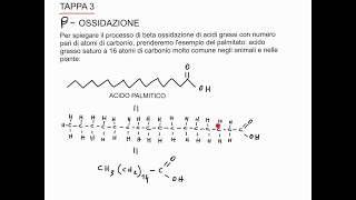 CORSO DI BIOCHIMICA  LEZIONE 30 DI 47  CATABOLISMO DEGLI ACIDI GRASSI  PARTE 3 [upl. by Arakal539]