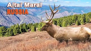 Altai Maral hunting in Russia  Chasse au Maral en Russie  2022 [upl. by Giaimo]