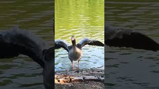 Die Vögel im OstparkDas Teichhuhn germany munich nature geese birds trip vogel teich park [upl. by Bostow]