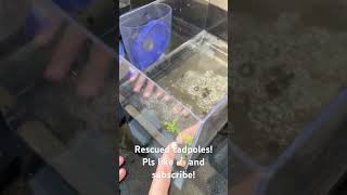 Chapter 1 Rescued tadpoles [upl. by Macleod94]