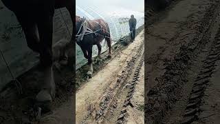 Vegetable shed drainage ditch digging process [upl. by Caines621]