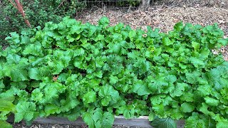 How to Planting Turnip Greens [upl. by Anitnatsnoc]