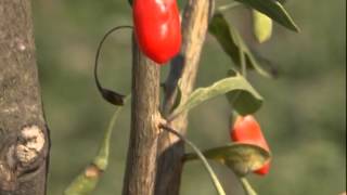 Plantatie goji certificata Bio in Brasov [upl. by Claretta]