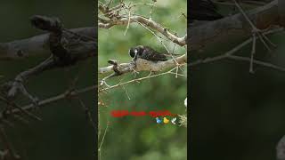 The whitethroated fantail [upl. by Jerald207]