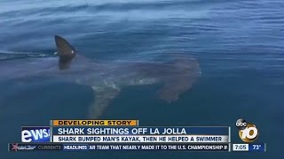 Shark bumped mans kayak in La Jolla [upl. by Nhoj437]