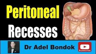 Peritoneal Recesses Dr Adel Bondok Making Anatomy Easy [upl. by Cannon]