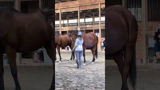 Barn Show  Horsemanship Class [upl. by Rosie]