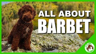 All About The Barbet [upl. by Alyahs]