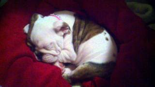 English Bulldog puppy with pneumonia [upl. by Ahsal]