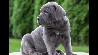 Cane Corso Puppies for Sale [upl. by Seroka]