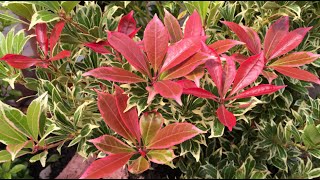 Caring and Propagating Pieris Japonica [upl. by Marilyn618]