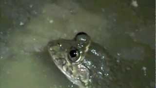 Sewer frog in Accra Hoplobatrachus occipitalis [upl. by Kayla]