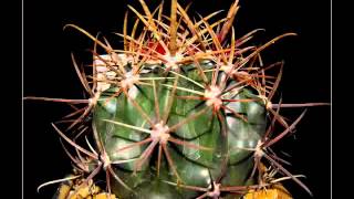 Ferocactus video [upl. by Getraer]