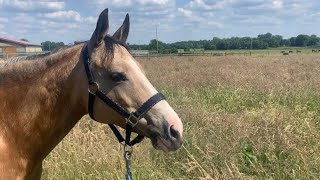 Beautiful Horse 🐴 Buckskin Mare 🐴 happy Horse on Gras 🐴 [upl. by Votaw788]